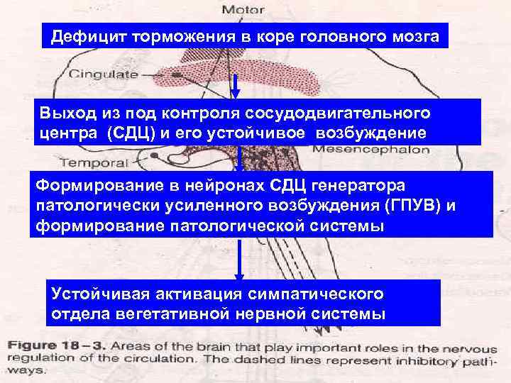 Схема механизмов формирования генератора патологически усиленного возбуждения