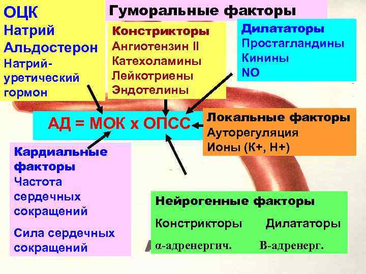 Гуморальные факторы ОЦК Натрий Констрикторы Альдостерон Ангиотензин II Натрийуретический гормон Катехоламины Лейкотриены Эндотелины АД