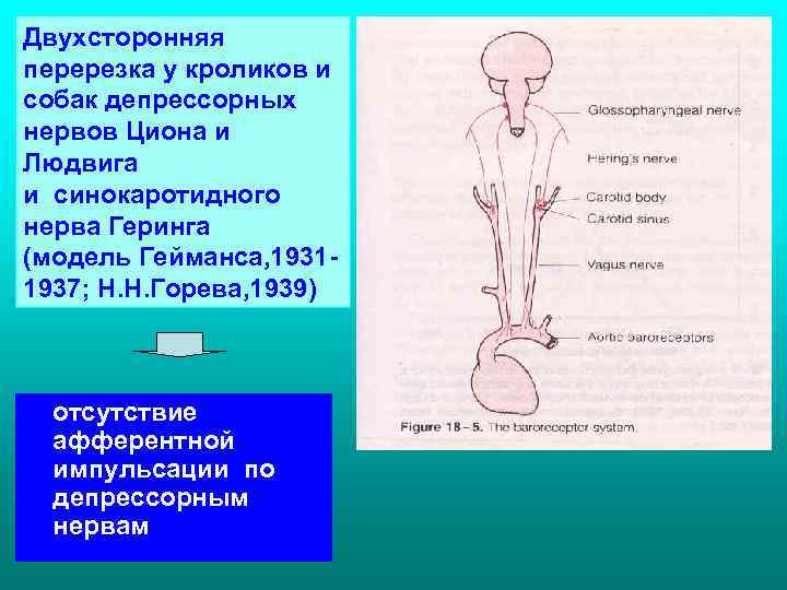 Двухсторонняя перерезка у кроликов и собак депрессорных нервов Циона и Людвига и синокаротидного нерва