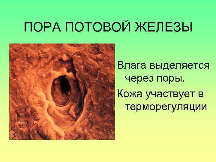 ПОРА ПОТОВОЙ ЖЕЛЕЗЫ Влага выделяется через поры. Кожа участвует в терморегуляции 