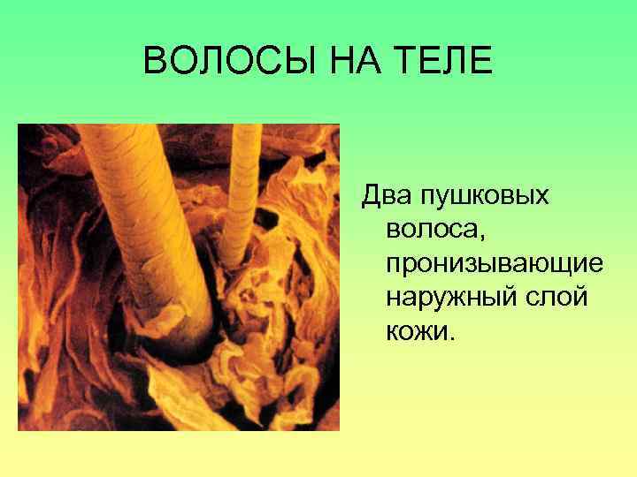 ВОЛОСЫ НА ТЕЛЕ Два пушковых волоса, пронизывающие наружный слой кожи. 