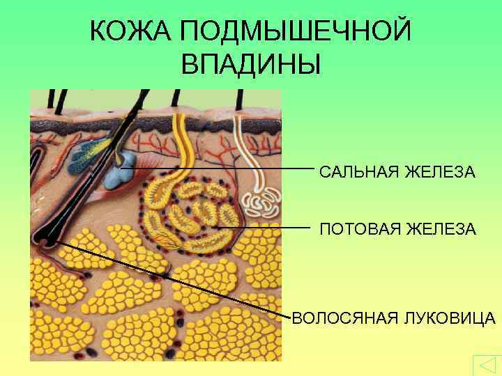 КОЖА ПОДМЫШЕЧНОЙ ВПАДИНЫ САЛЬНАЯ ЖЕЛЕЗА ПОТОВАЯ ЖЕЛЕЗА ВОЛОСЯНАЯ ЛУКОВИЦА 
