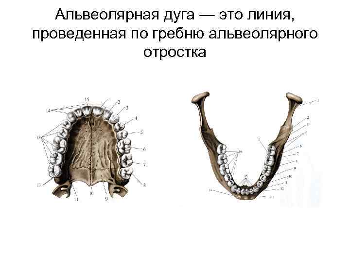 Область альвеолярного отростка верхней челюсти. Альвеолярная дуга верхней челюсти. Альвеолярная дуга нижней челюсти. Базальная дуга нижней челюсти. Зубная альвеолярная и базальная дуги.