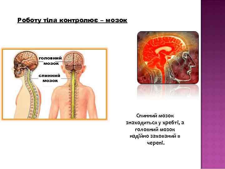 Роботу тіла контролює – мозок головний мозок спинний мозок Спинний мозок знаходиться у хребті,