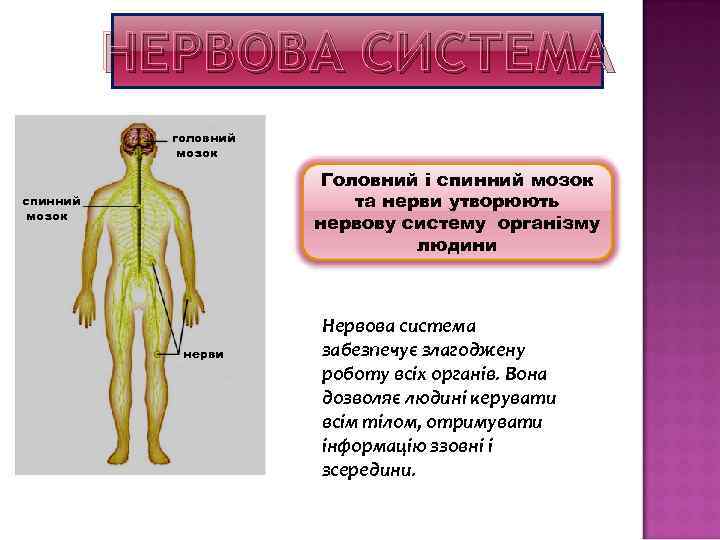 НЕРВОВА СИСТЕМА головний мозок Головний і спинний мозок та нерви утворюють нервову систему організму
