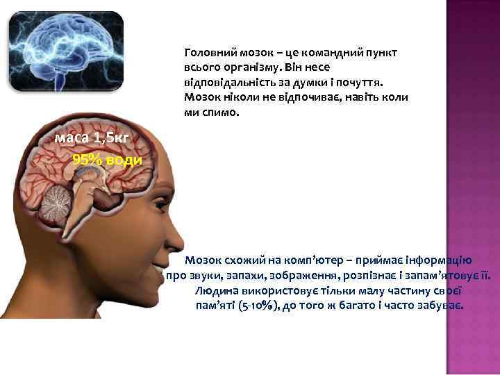 Головний мозок – це командний пункт всього організму. Він несе відповідальність за думки і