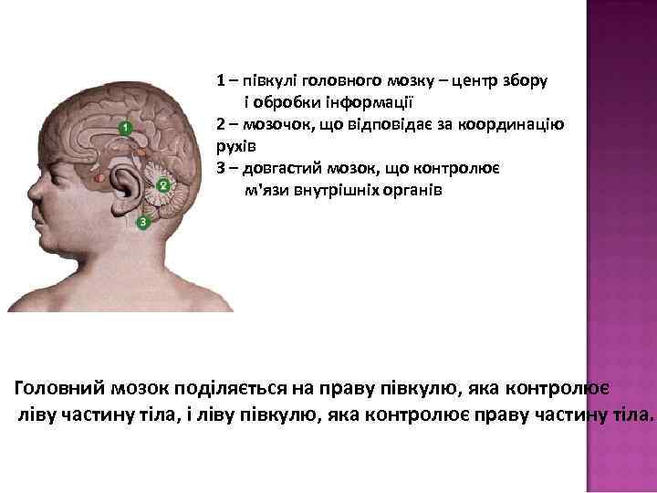 1 – півкулі головного мозку – центр збору і обробки інформації 2 – мозочок,