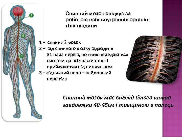 Спинний мозок слідкує за роботою всіх внутрішніх органів тіла людини 1 – спинний мозок