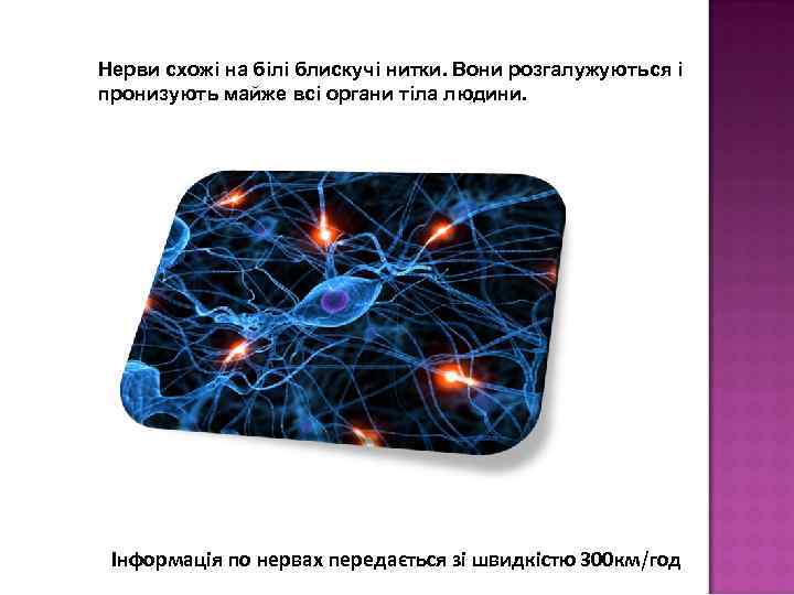 Нерви схожі на білі блискучі нитки. Вони розгалужуються і пронизують майже всі органи тіла