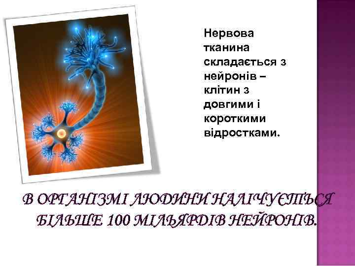 Нервова тканина складається з нейронів – клітин з довгими і короткими відростками. В ОРГАНІЗМІ