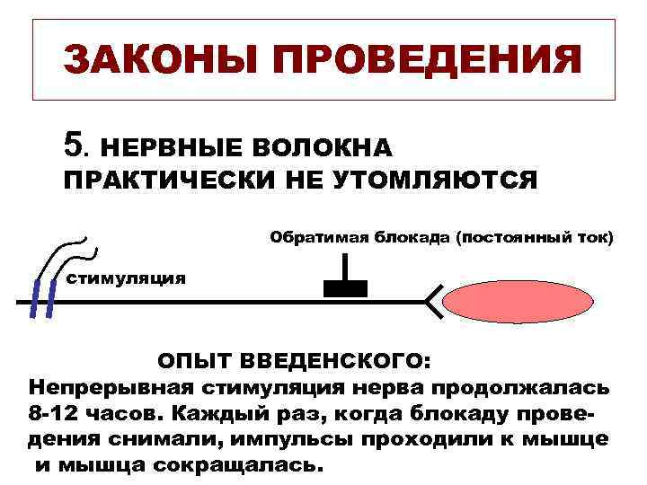 ЗАКОНЫ ПРОВЕДЕНИЯ 5. НЕРВНЫЕ ВОЛОКНА ПРАКТИЧЕСКИ НЕ УТОМЛЯЮТСЯ Обратимая блокада (постоянный ток) стимуляция ОПЫТ