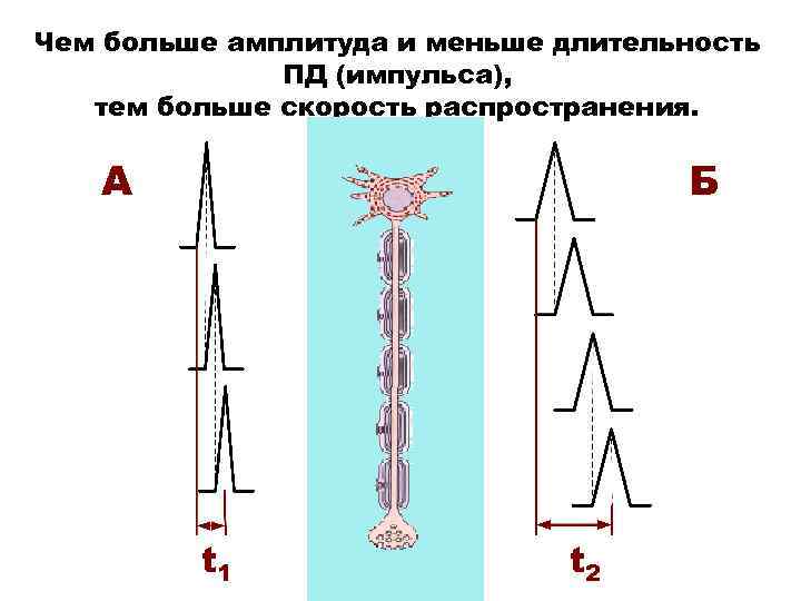 Чем больше амплитуда и меньше длительность ПД (импульса), тем больше скорость распространения. А Б