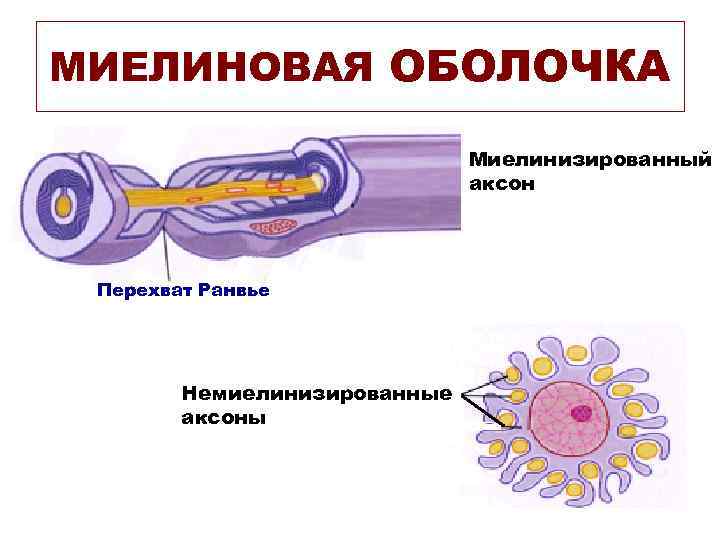 МИЕЛИНОВАЯ ОБОЛОЧКА Миелинизированный аксон Перехват Ранвье Немиелинизированные аксоны 