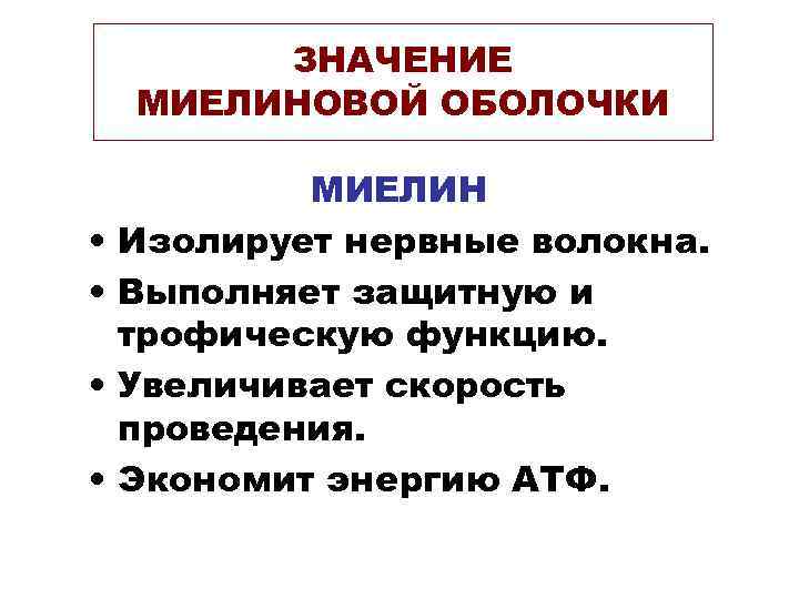 ЗНАЧЕНИЕ МИЕЛИНОВОЙ ОБОЛОЧКИ • • МИЕЛИН Изолирует нервные волокна. Выполняет защитную и трофическую функцию.