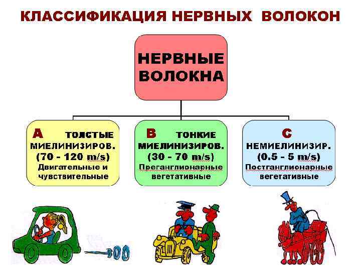 КЛАССИФИКАЦИЯ НЕРВНЫХ ВОЛОКОН 