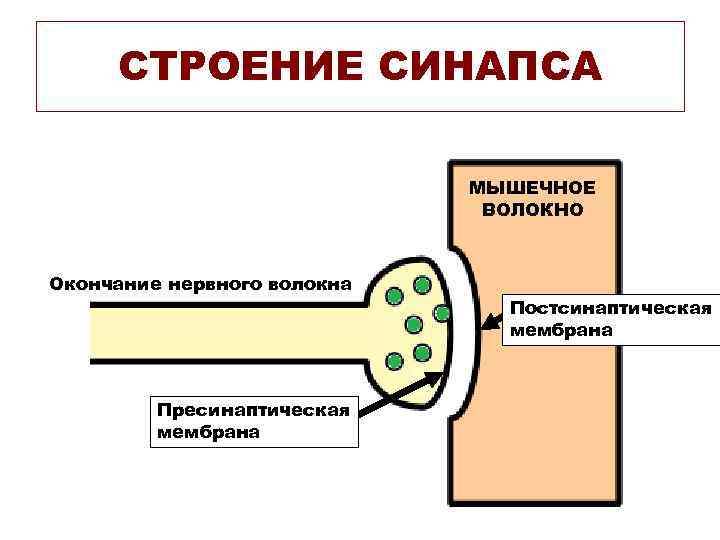 СТРОЕНИЕ СИНАПСА МЫШЕЧНОЕ ВОЛОКНО Окончание нервного волокна Пресинаптическая мембрана Постсинаптическая мембрана 