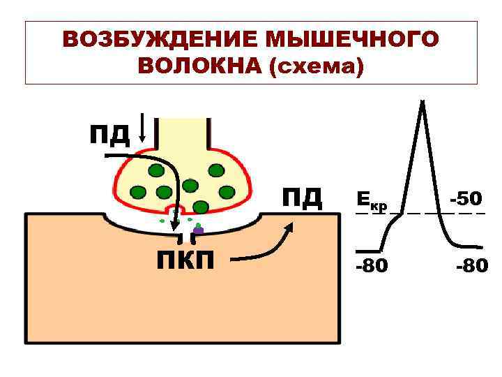 ВОЗБУЖДЕНИЕ МЫШЕЧНОГО ВОЛОКНА (схема) ПД ПД ПКП Екр -80 -50 -80 