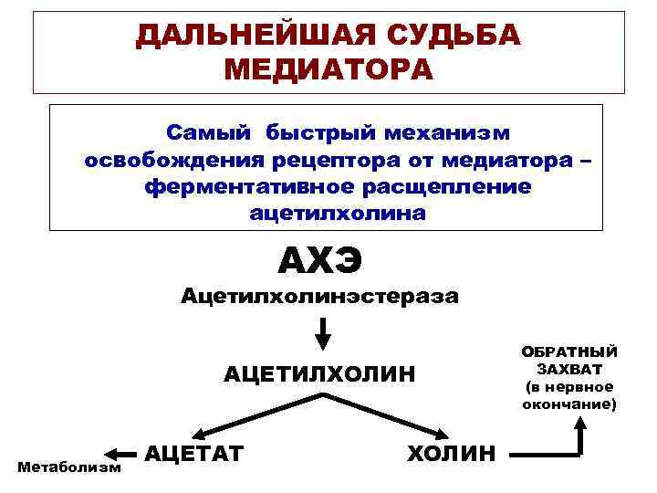 ДАЛЬНЕЙШАЯ СУДЬБА МЕДИАТОРА Самый быстрый механизм освобождения рецептора от медиатора – ферментативное расщепление ацетилхолина