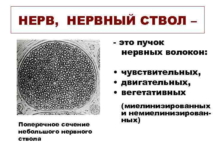 НЕРВ, НЕРВНЫЙ СТВОЛ – - это пучок нервных волокон: • чувствительных, • двигательных, •