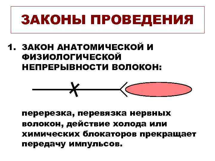 ЗАКОНЫ ПРОВЕДЕНИЯ 1. ЗАКОН АНАТОМИЧЕСКОЙ И ФИЗИОЛОГИЧЕСКОЙ НЕПРЕРЫВНОСТИ ВОЛОКОН: перерезка, перевязка нервных волокон, действие