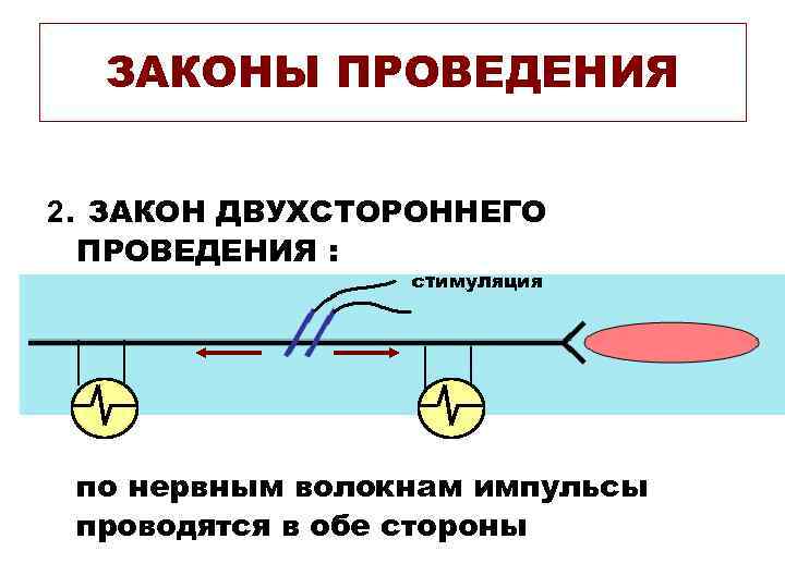 ЗАКОНЫ ПРОВЕДЕНИЯ 2. ЗАКОН ДВУХСТОРОННЕГО ПРОВЕДЕНИЯ : стимуляция по нервным волокнам импульсы проводятся в