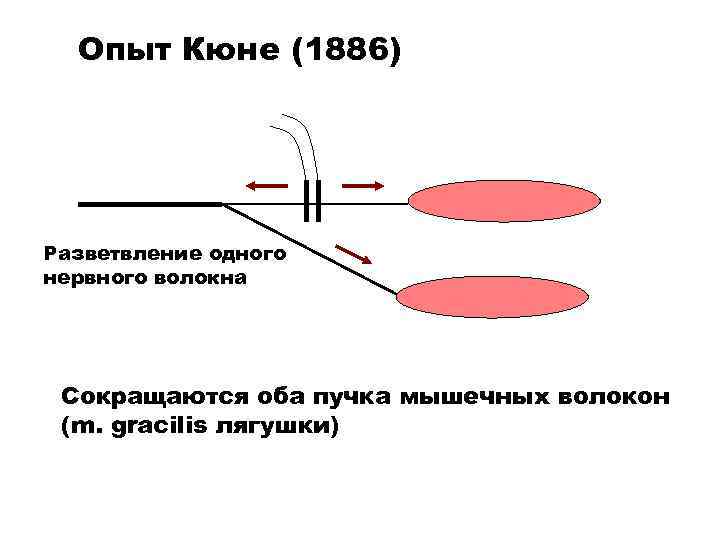 Опыт Кюне (1886) Разветвление одного нервного волокна Сокращаются оба пучка мышечных волокон (m. gracilis