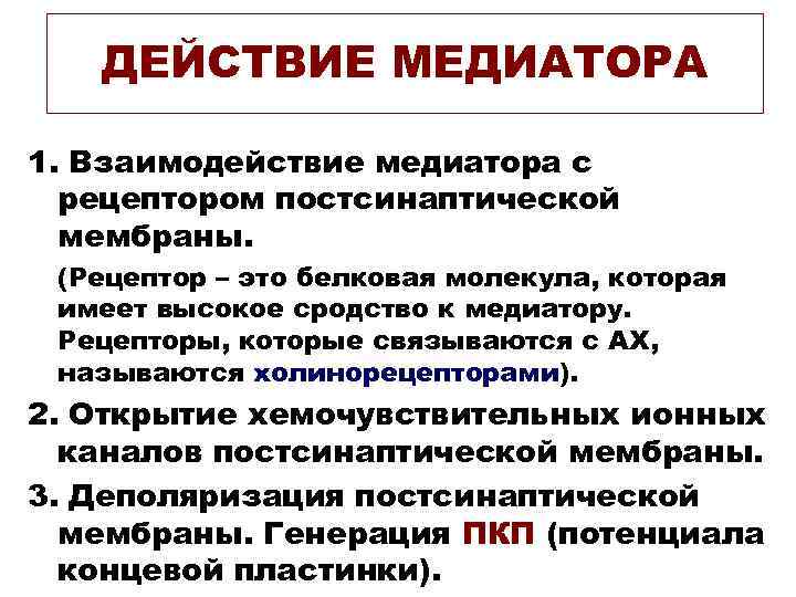 ДЕЙСТВИЕ МЕДИАТОРА 1. Взаимодействие медиатора с рецептором постсинаптической мембраны. (Рецептор – это белковая молекула,