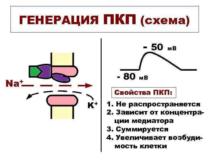 ГЕНЕРАЦИЯ ПКП (схема) - 80 Na+ 50 м. В Свойства ПКП: K+ 1. Не