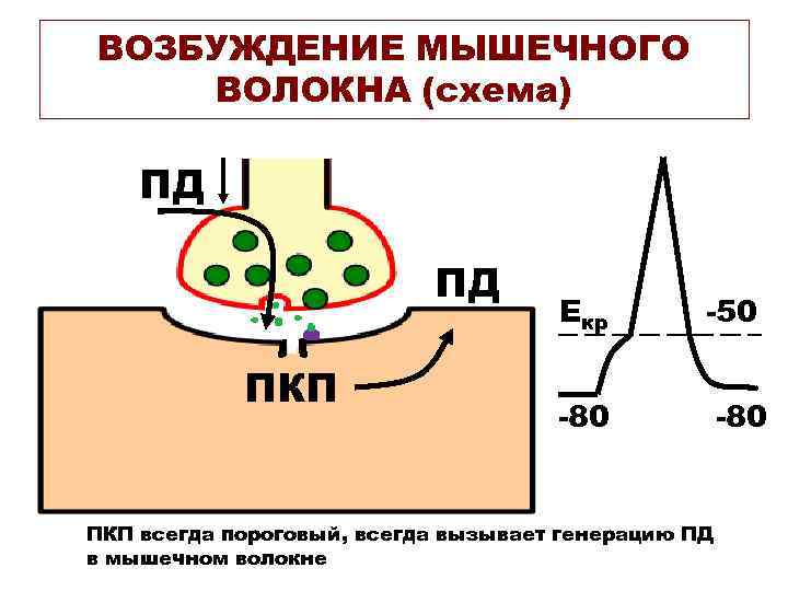 Возбуждение мышцы