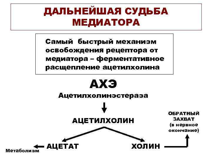 ДАЛЬНЕЙШАЯ СУДЬБА МЕДИАТОРА Самый быстрый механизм освобождения рецептора от медиатора – ферментативное расщепление ацетилхолина