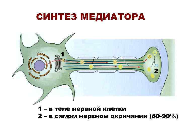 Синтез медиатора. Синтез нейромедиаторов. Медиаторы их Синтез секреция. Нейромедиаторы синтезируются в.