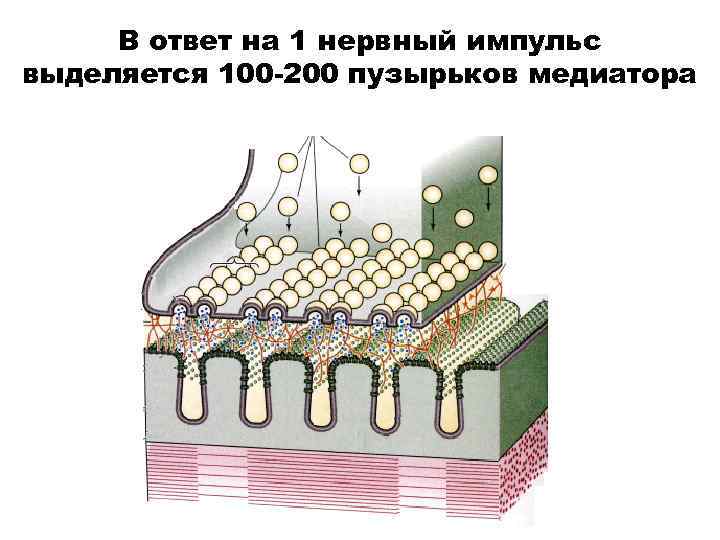 В ответ на 1 нервный импульс выделяется 100 -200 пузырьков медиатора 