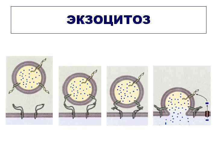ЭКЗОЦИТОЗ 