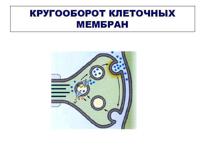 КРУГООБОРОТ КЛЕТОЧНЫХ МЕМБРАН 