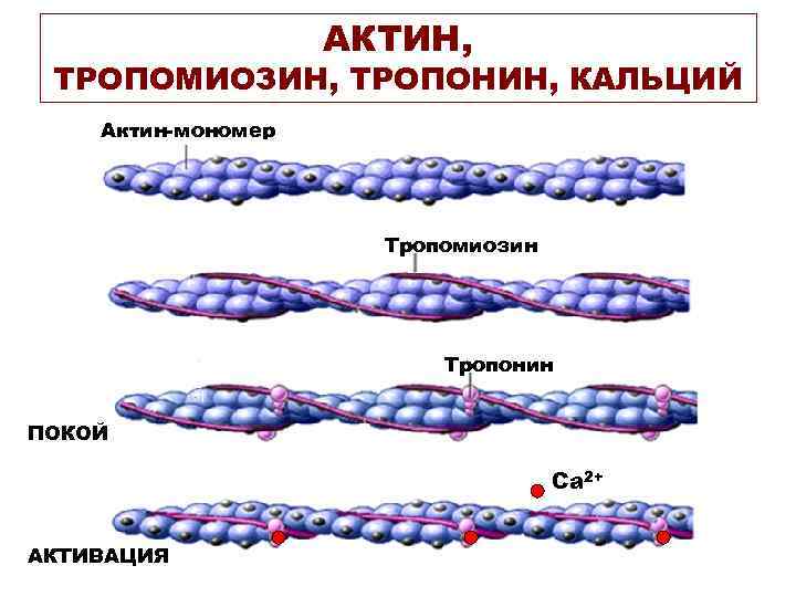 АКТИН, ТРОПОМИОЗИН, ТРОПОНИН, КАЛЬЦИЙ Актин-мономер Тропомиозин Тропонин ПОКОЙ Са 2+ АКТИВАЦИЯ 