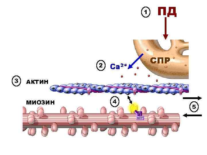 1 ПД 2 3 АКТИН МИОЗИН 4 5 