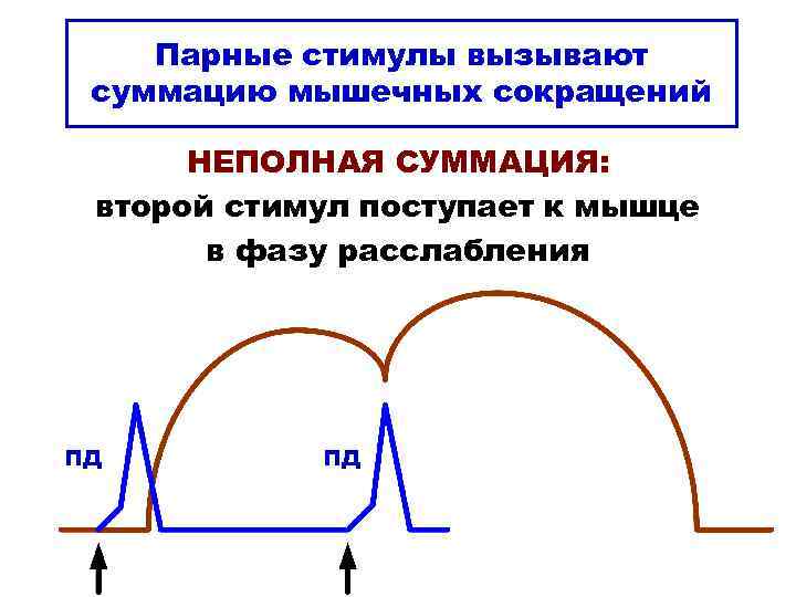 Парные стимулы вызывают суммацию мышечных сокращений НЕПОЛНАЯ СУММАЦИЯ: второй стимул поступает к мышце в