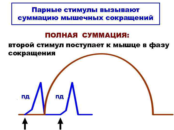 Парные стимулы вызывают суммацию мышечных сокращений ПОЛНАЯ СУММАЦИЯ: второй стимул поступает к мышце в