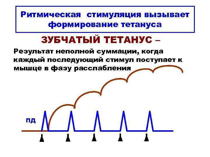 Ритмическая стимуляция вызывает формирование тетануса ЗУБЧАТЫЙ ТЕТАНУС – Результат неполной суммации, когда каждый последующий