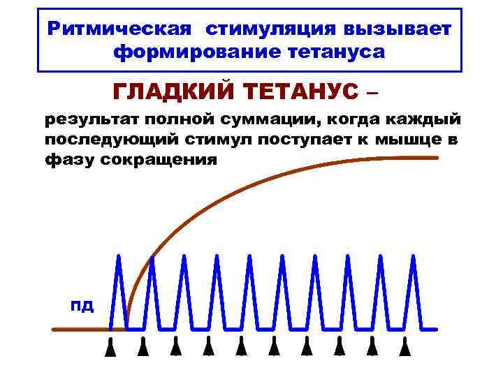 Ритмическая стимуляция вызывает формирование тетануса ГЛАДКИЙ ТЕТАНУС – результат полной суммации, когда каждый последующий