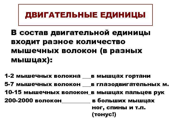 ДВИГАТЕЛЬНЫЕ ЕДИНИЦЫ В состав двигательной единицы входит разное количество мышечных волокон (в разных мышцах):