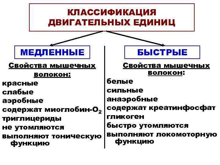 КЛАССИФИКАЦИЯ ДВИГАТЕЛЬНЫХ ЕДИНИЦ МЕДЛЕННЫЕ БЫСТРЫЕ Свойства мышечных волокон: красные слабые аэробные содержат миоглобин-О 2