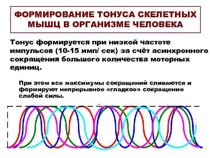 ФОРМИРОВАНИЕ ТОНУСА СКЕЛЕТНЫХ МЫШЦ В ОРГАНИЗМЕ ЧЕЛОВЕКА Тонус формируется при низкой частоте импульсов (10