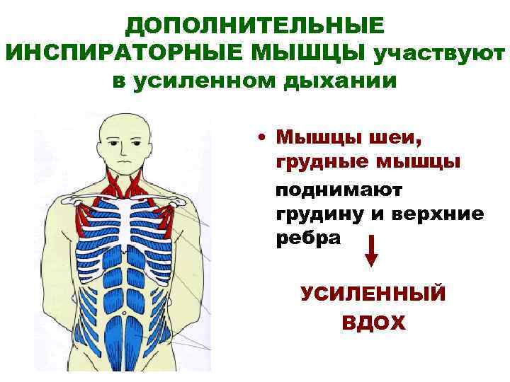 ДОПОЛНИТЕЛЬНЫЕ ИНСПИРАТОРНЫЕ МЫШЦЫ участвуют в усиленном дыхании • Мышцы шеи, грудные мышцы поднимают грудину