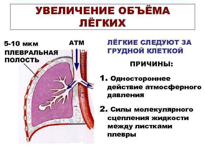 УВЕЛИЧЕНИЕ ОБЪЁМА ЛЁГКИХ 5 -10 мкм ЛЁГКИЕ СЛЕДУЮТ ЗА ГРУДНОЙ КЛЕТКОЙ ПРИЧИНЫ: 1. Одностороннее