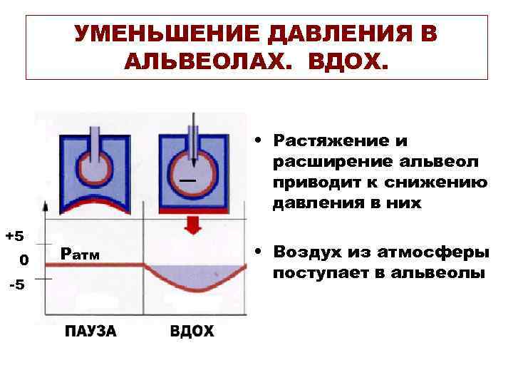 УМЕНЬШЕНИЕ ДАВЛЕНИЯ В АЛЬВЕОЛАХ. ВДОХ. • Растяжение и расширение альвеол приводит к снижению давления