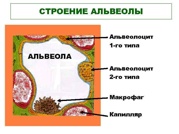 СТРОЕНИЕ АЛЬВЕОЛЫ Альвеолоцит 1 -го типа АЛЬВЕОЛА Альвеолоцит 2 -го типа Макрофаг Капилляр 