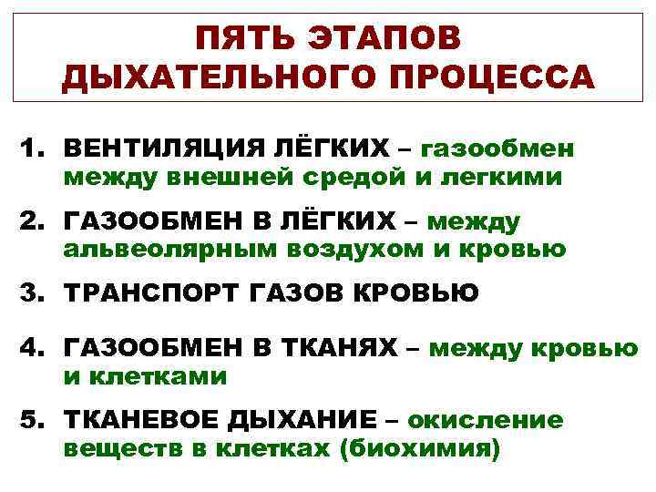 ПЯТЬ ЭТАПОВ ДЫХАТЕЛЬНОГО ПРОЦЕССА 1. ВЕНТИЛЯЦИЯ ЛЁГКИХ – газообмен между внешней средой и легкими