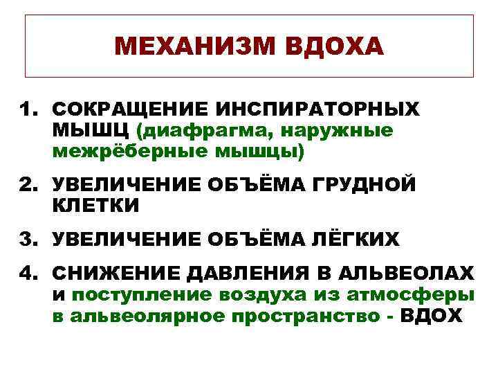 МЕХАНИЗМ ВДОХА 1. СОКРАЩЕНИЕ ИНСПИРАТОРНЫХ МЫШЦ (диафрагма, наружные межрёберные мышцы) 2. УВЕЛИЧЕНИЕ ОБЪЁМА ГРУДНОЙ