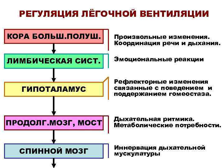 РЕГУЛЯЦИЯ ЛЁГОЧНОЙ ВЕНТИЛЯЦИИ КОРА БОЛЬШ. ПОЛУШ. Произвольные изменения. Координация речи и дыхания. ЛИМБИЧЕСКАЯ СИСТ.